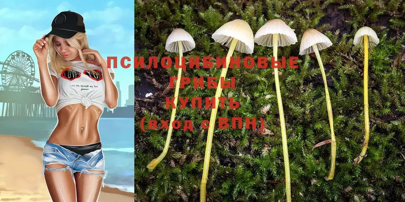 ОМГ ОМГ вход  Болхов  Псилоцибиновые грибы Cubensis 